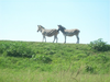 Zebra On African Hilltop Image